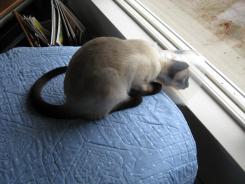 more kittens